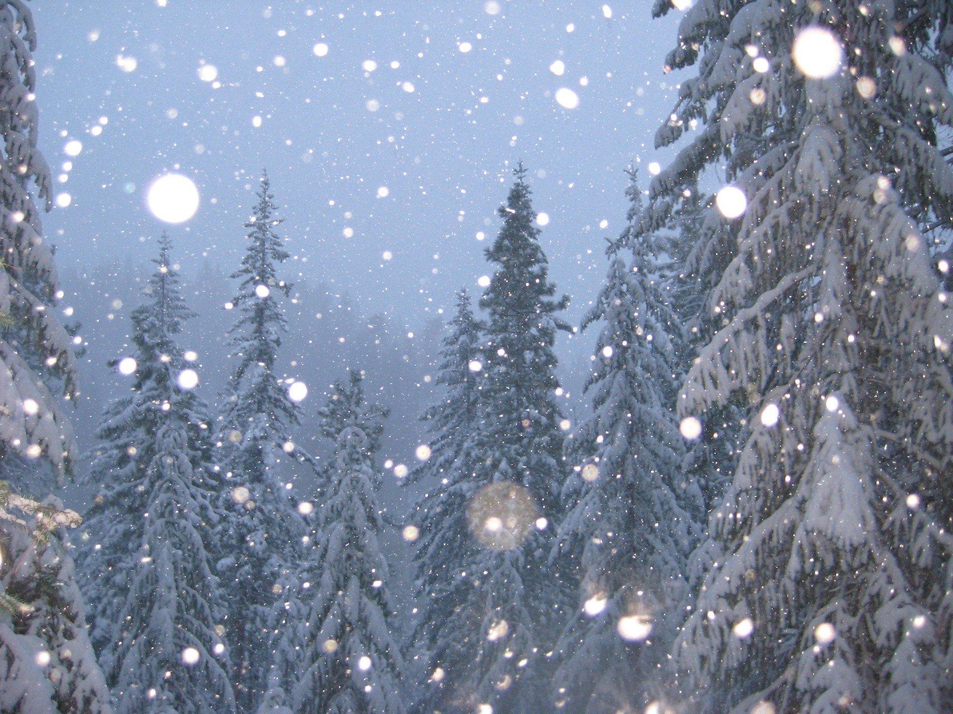 alberi inverno neve alberi di natale