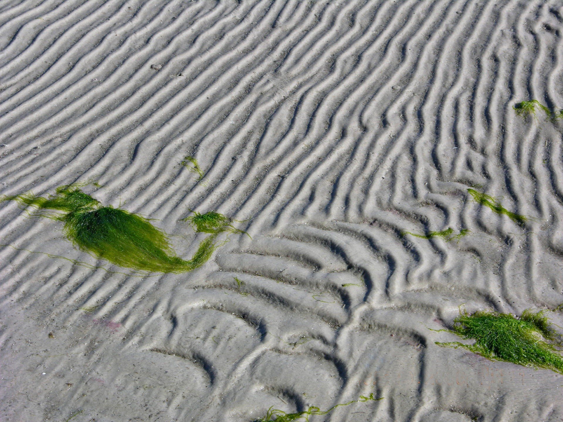 sabbia alghe linee