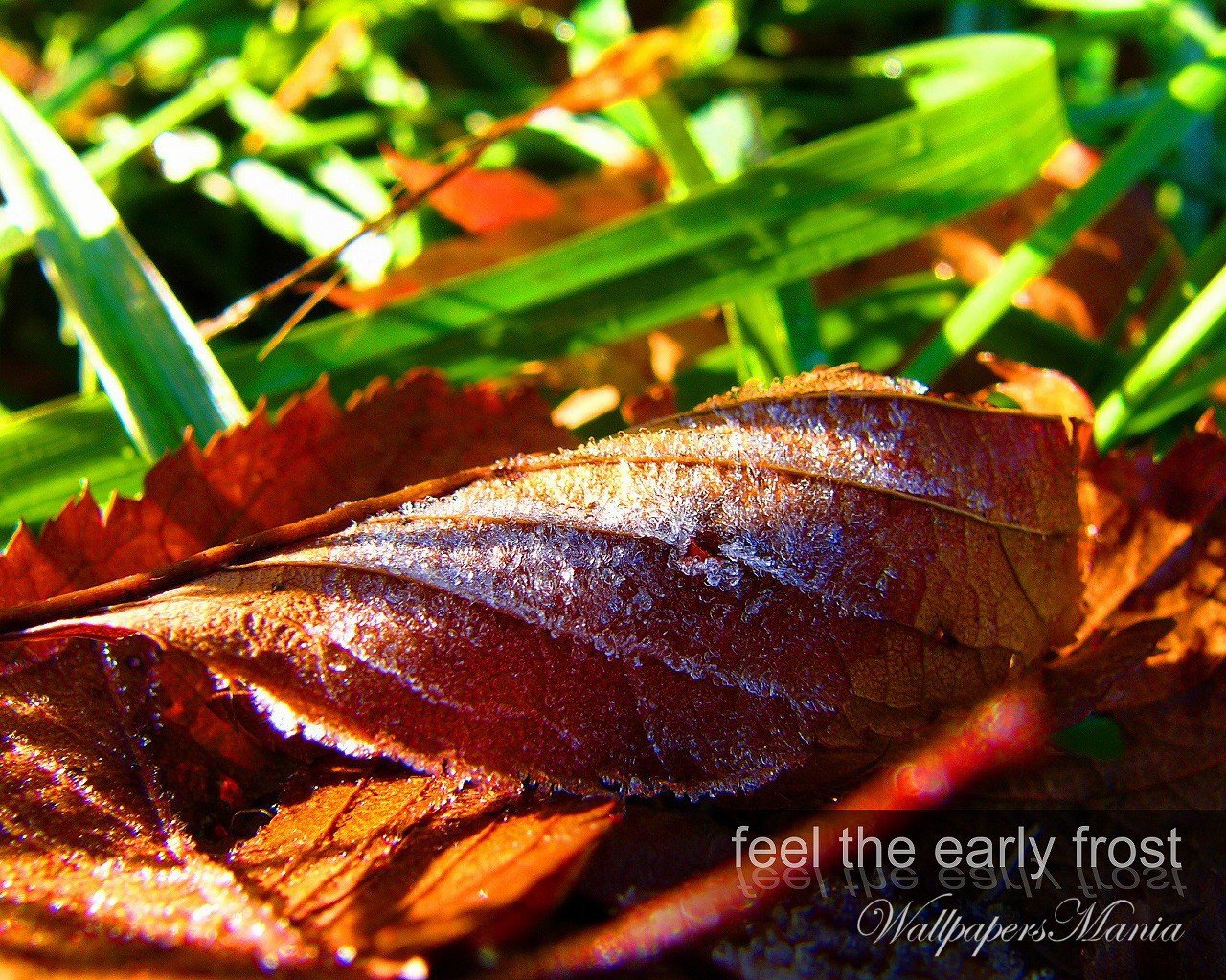 eis blatt herbst