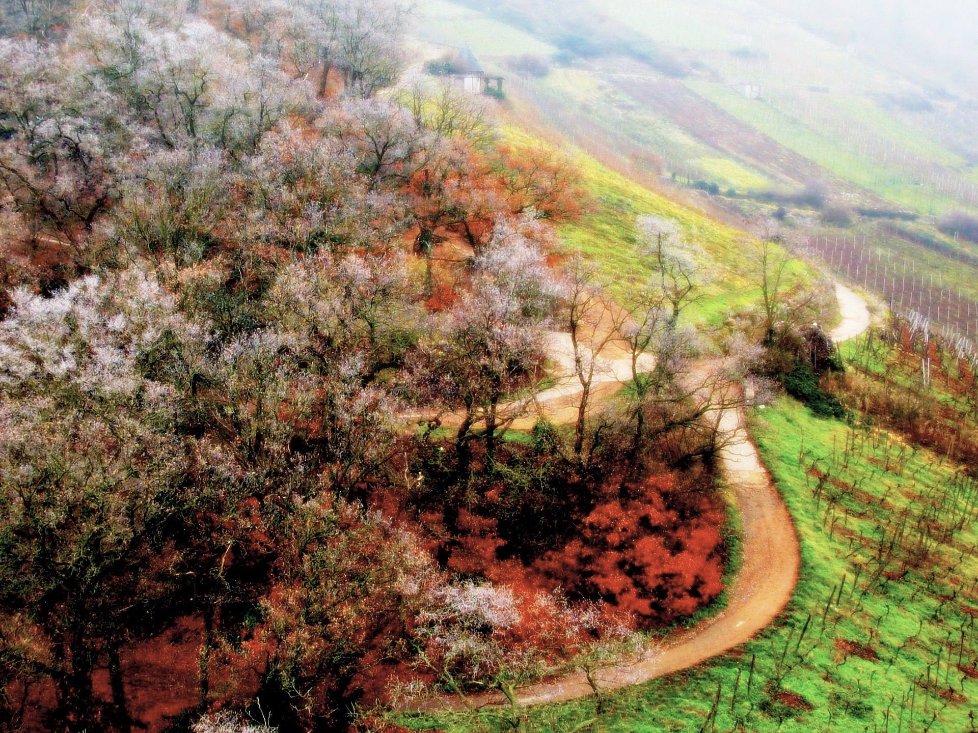 printemps arbres route