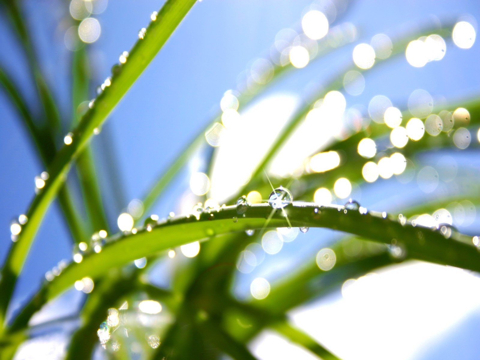 pianta verde foglia gocce luce