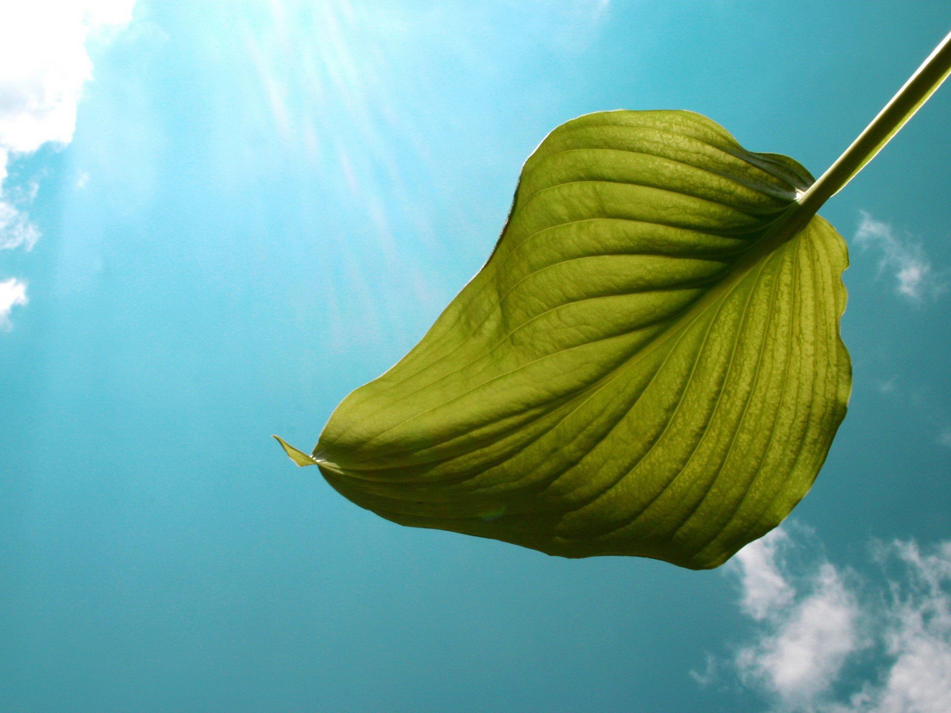 feuille ciel lumière