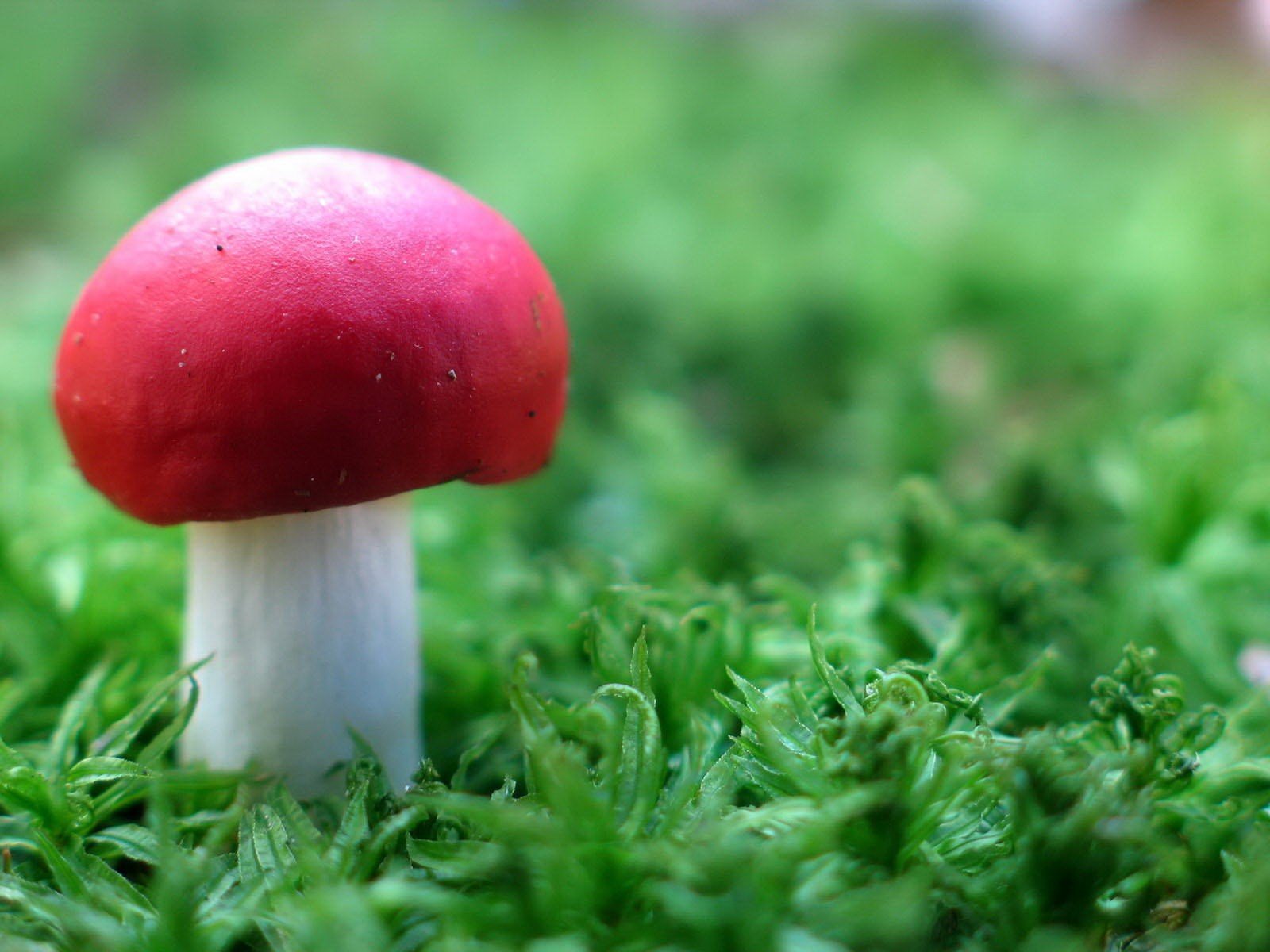 rouge champignon herbe