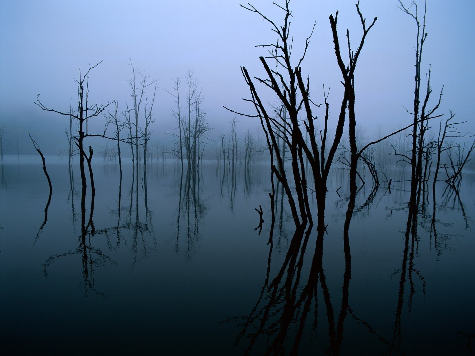 dark reflection tree