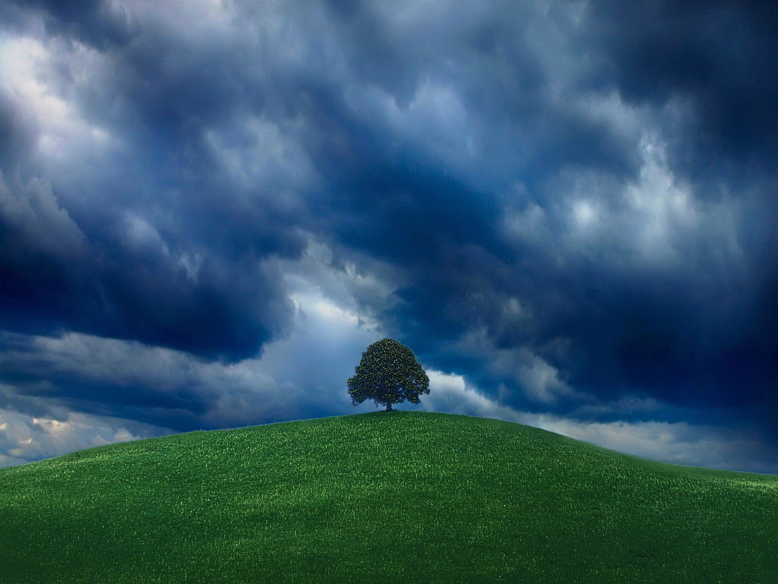 verde albero cielo collina