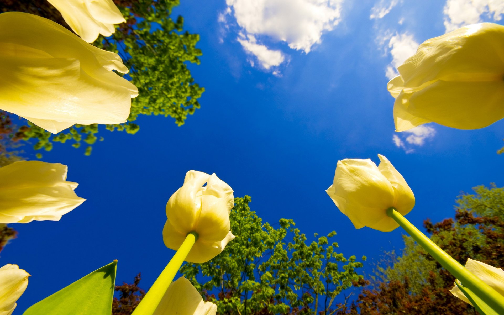 fiori cielo alberi