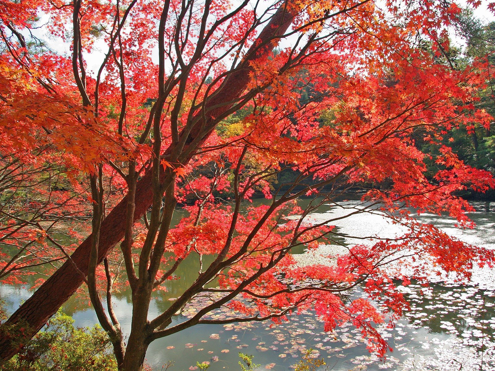 alberi acqua foglie rosso autunno