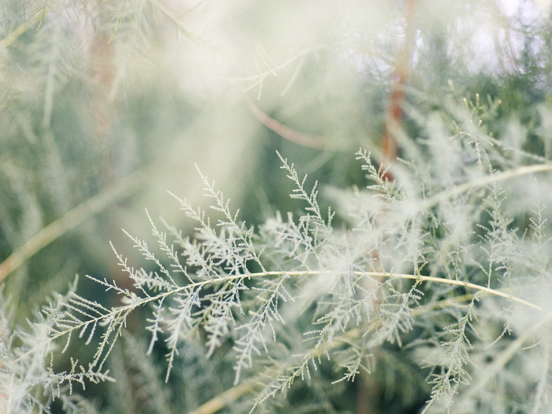 branch plant white