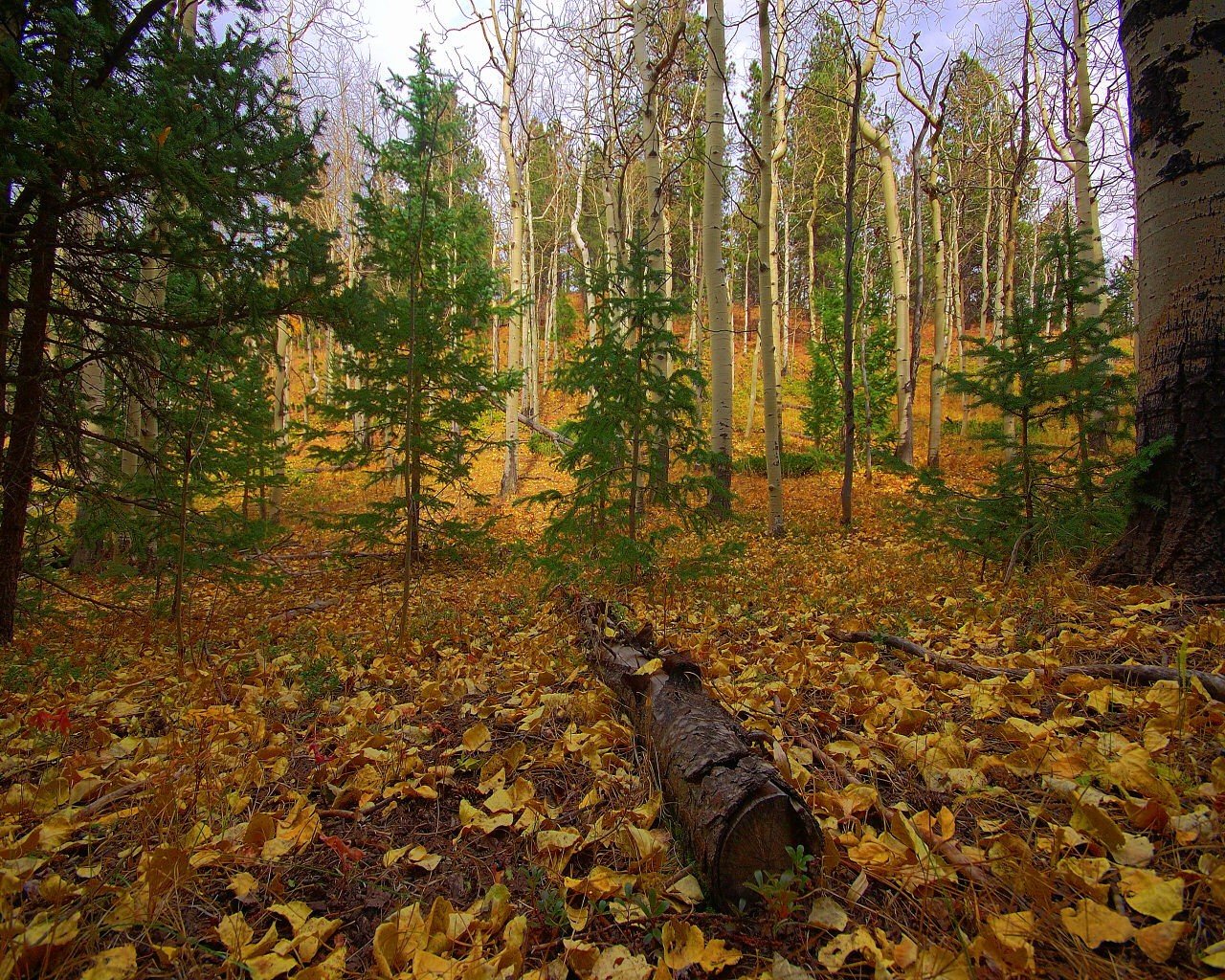 bosque otoño árboles tronco hojas