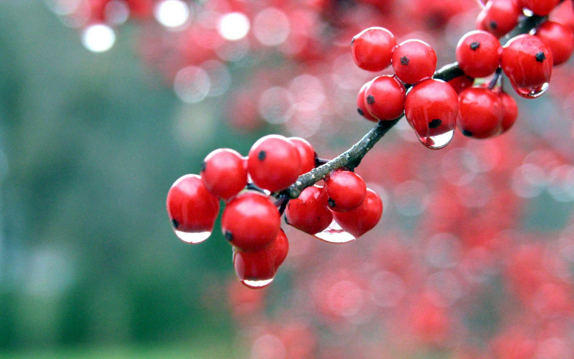 berries close up rosa