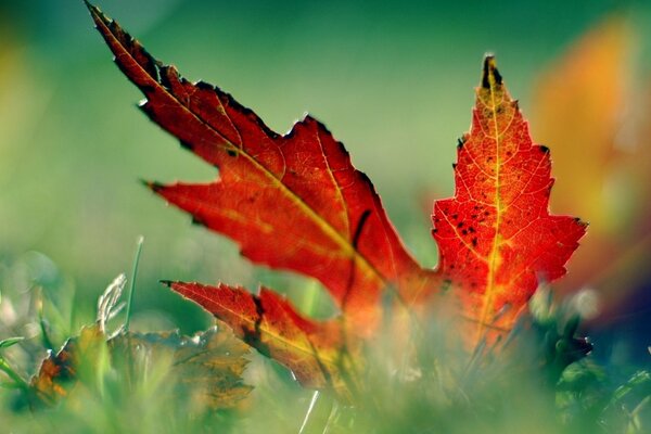 Leaf and macro grass