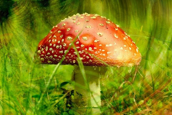 Fly agaric and green grass in the middle of the forest