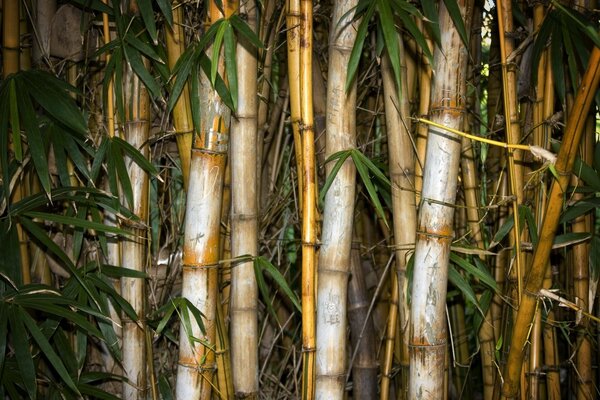 Zdjęcie bambusa i liści