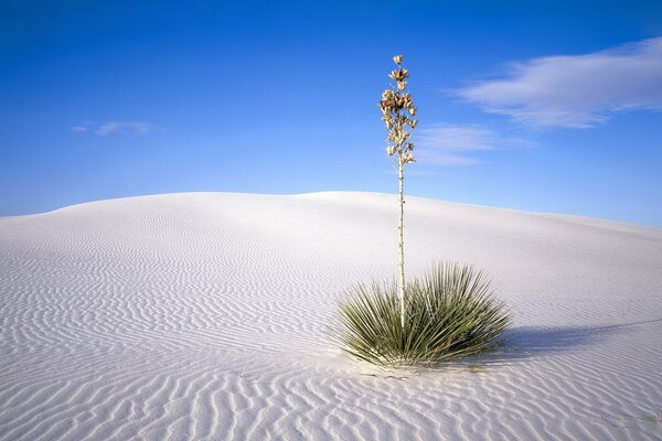 A lonely bush among the sand in the desert