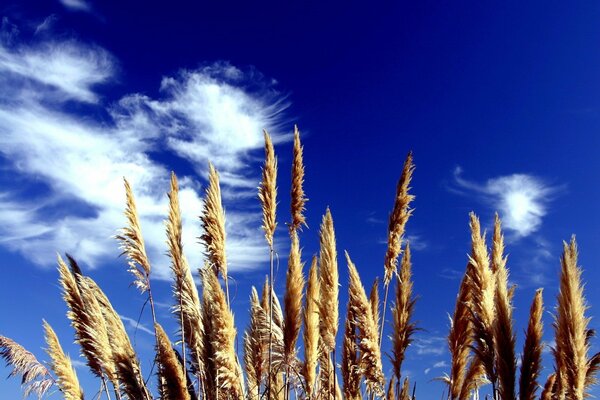 A few spikelets on a blue sky background