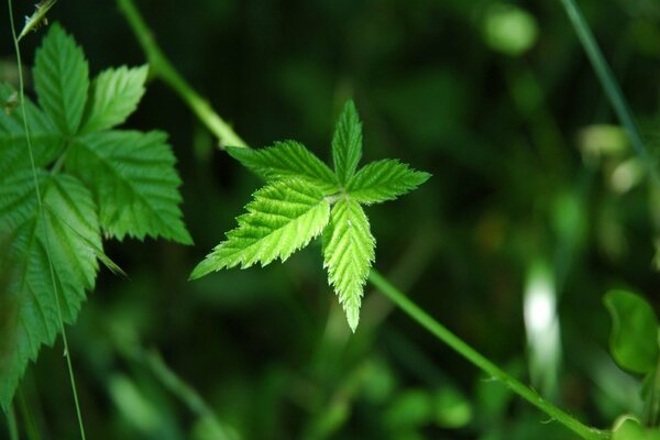 Une feuille de framboise sous la prise de vue macro