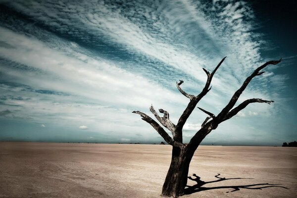 Árbol seco solitario en el desierto