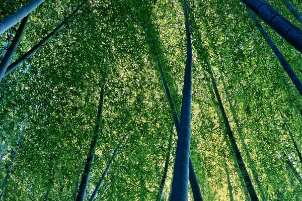 Macro de forêt de bambou vert