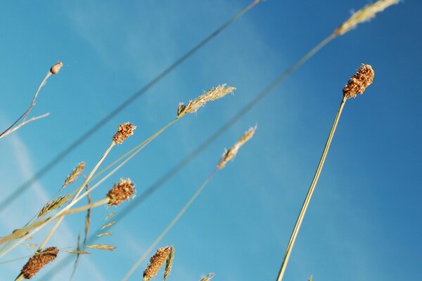 Bel cielo blu e spighette