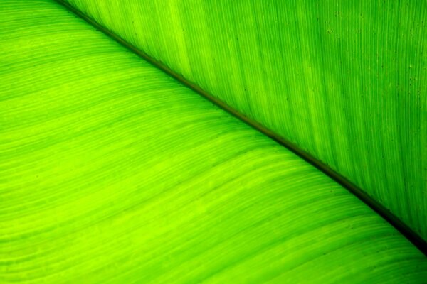 Green leaf close-up