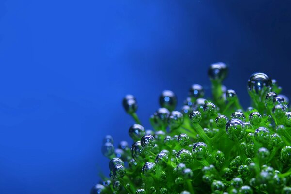 A plant with drops on a blue background