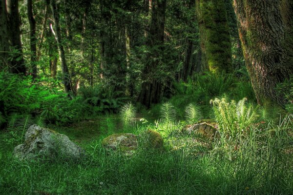 Arbres recouverts de mousse dans l herbe verte