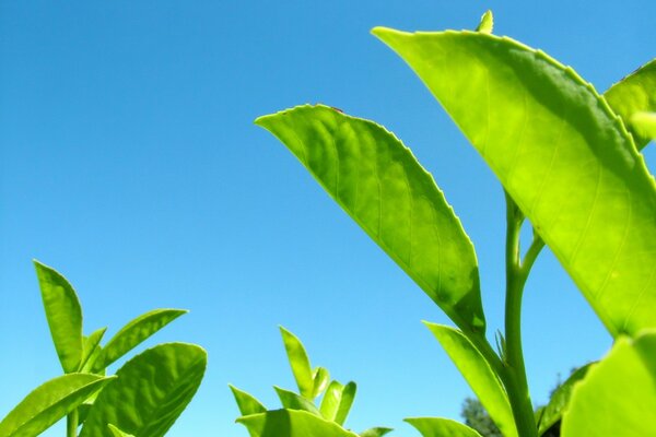 Green leaves on a blue sky background