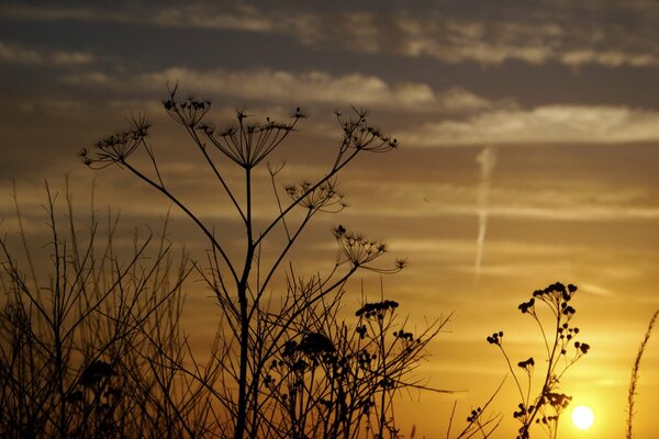 En el fondo del cielo al atardecer y el sol Poniente, las inflorescencias de eneldo