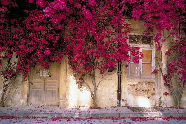 Blumen, die ein altes Haus mit Tür und Fenster umwickeln