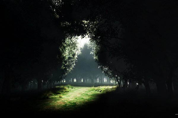 Chemin de lune parmi les champs et les arbres