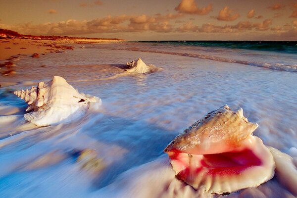 Große Muscheln von Schnecken blieben im Sand