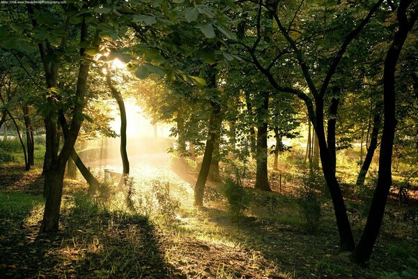 Raggi di sole attraverso gli alberi