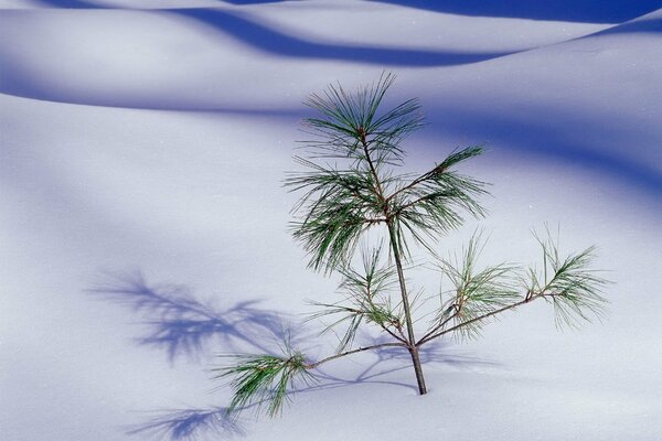 En la nieve blanca, una rama de un árbol de Navidad está pegada