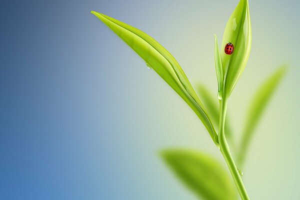 Ladybug on a green leaf