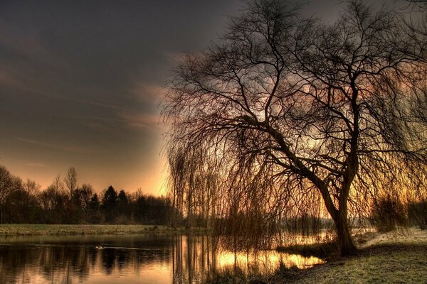 HDR sunset photo of a river and a tree