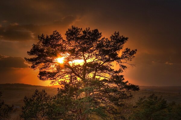 Beautiful orange sunset and tree