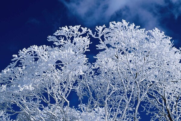 Albero coperto di neve su uno sfondo di cielo blu