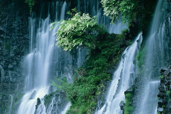 Bella cascata tra cespugli fioriti