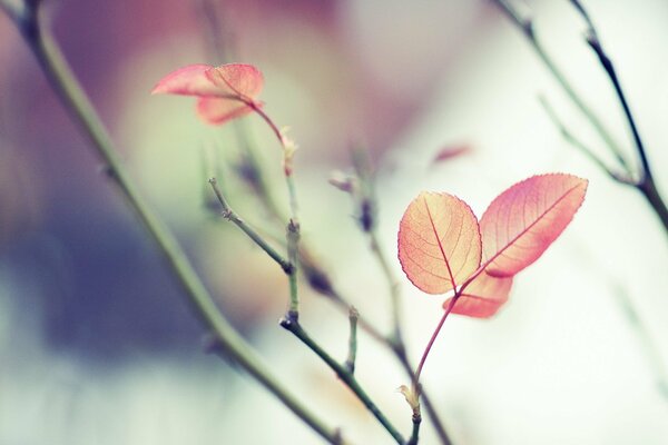 The last leaves on the bare branch