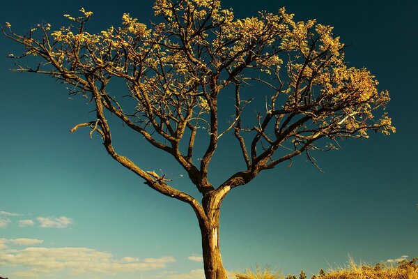 Albero solitario nella savana calda