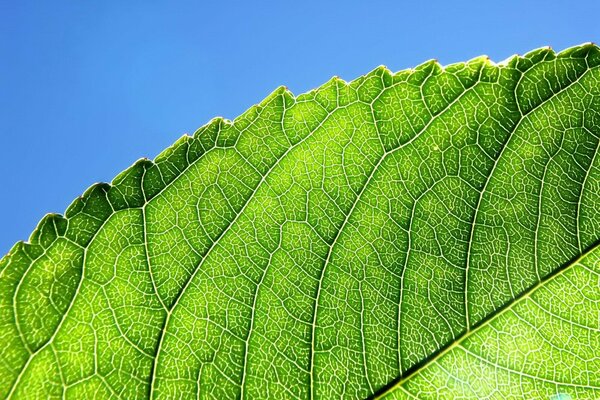 Carved beauty of summer foliage