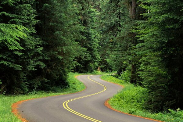 Eine abbiegende Straße in einem dichten Wald