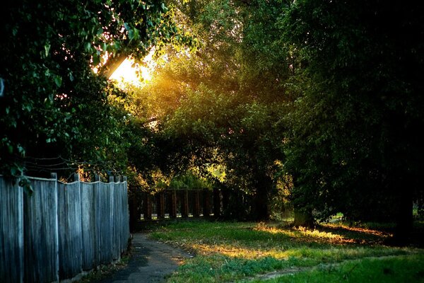 Arbres verts juteux en été derrière la clôture