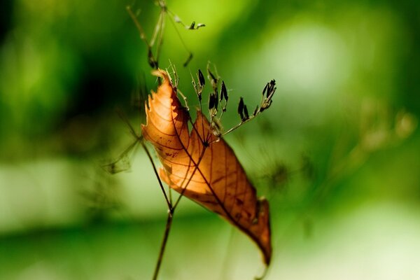 A leaf on a green branch