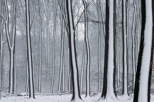 Verschneiten Wald und Bäume im Schnee