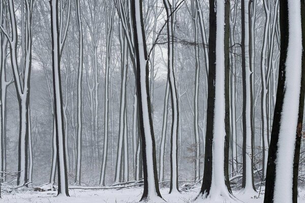 Bosque cubierto de nieve y árboles en la nieve