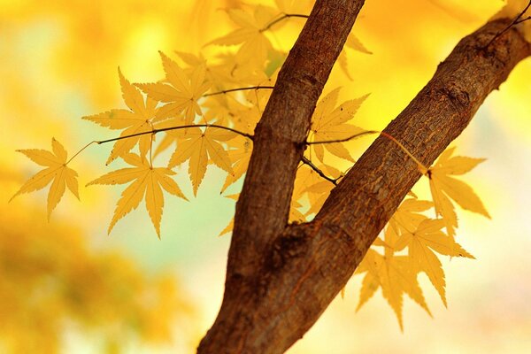 Branche d arbre avec des feuilles d automne