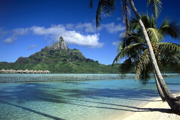 Beach with white sand and palm trees