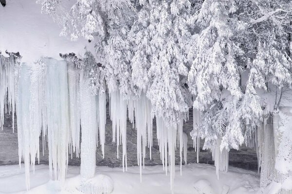 Glace d hiver sur les branches de l épinette dans la neige