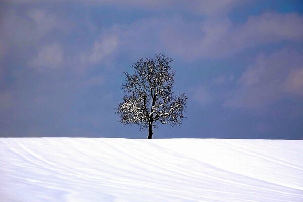 Niebo, śnieg, samotne drzewo na horyzoncie